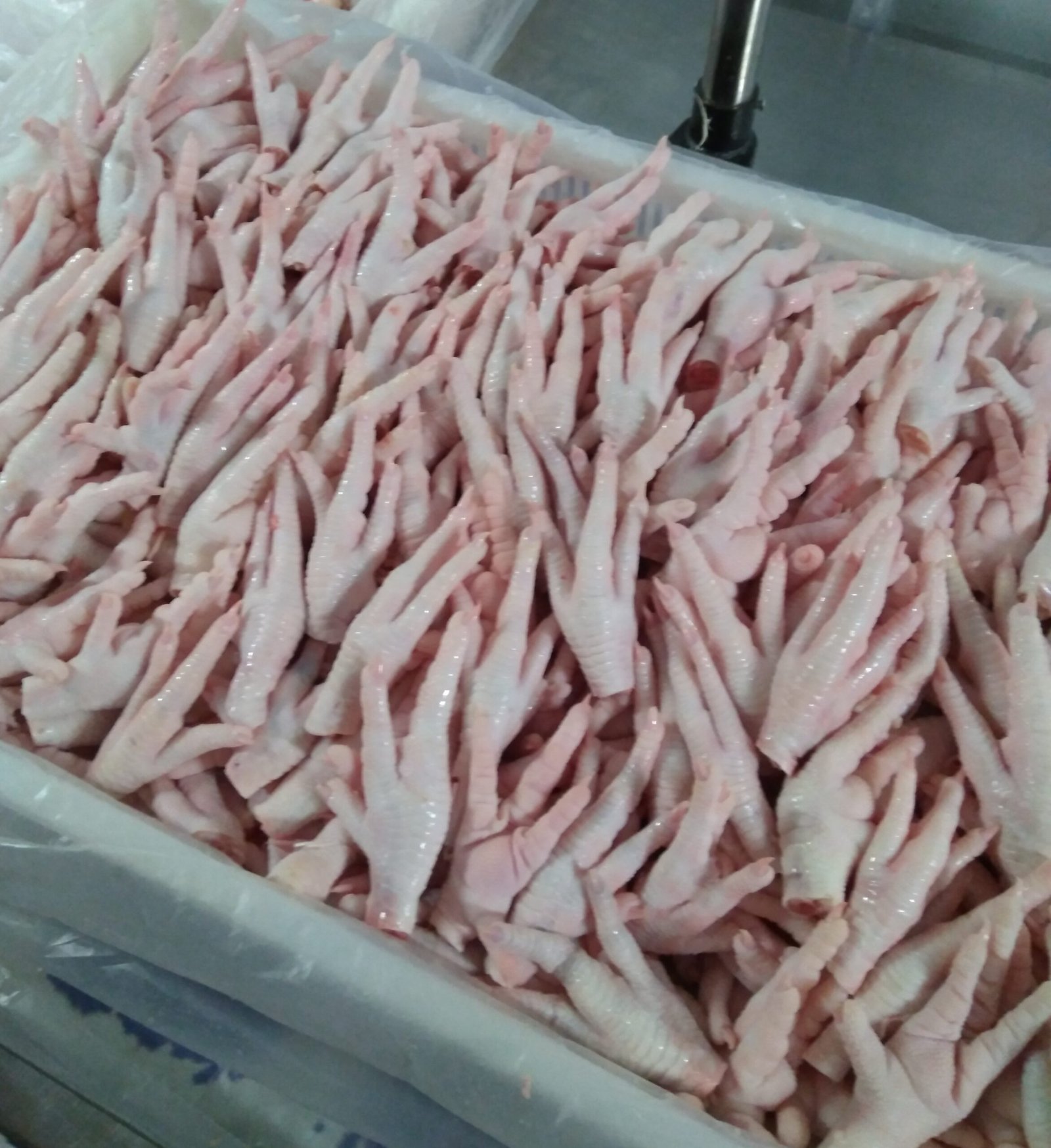 Frozen chicken paws exporter for China market