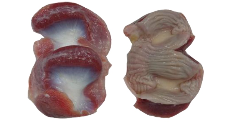 Frozen chicken gizzards