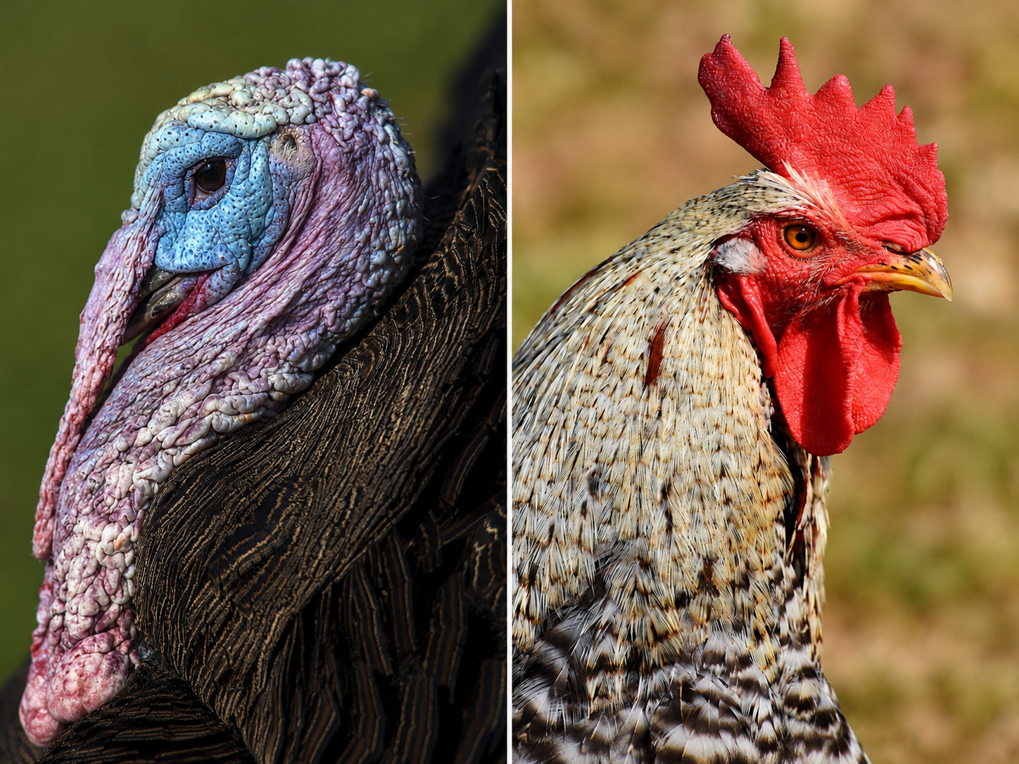 Chicken vs Turkey : Which Is Better For Importers