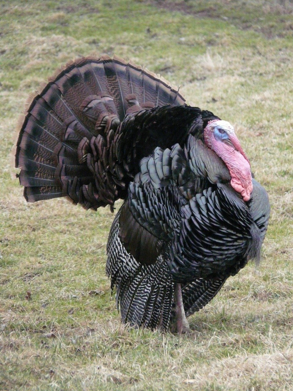 Container Shipping For Frozen Turkey Products