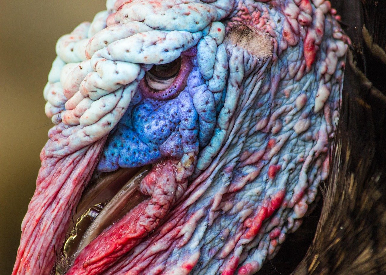 Turkey Export Documentation Guide