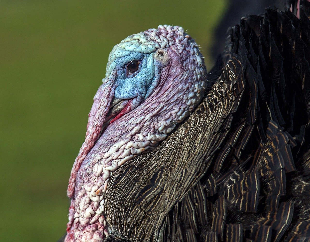 Turkey Meat Export From Ukraine