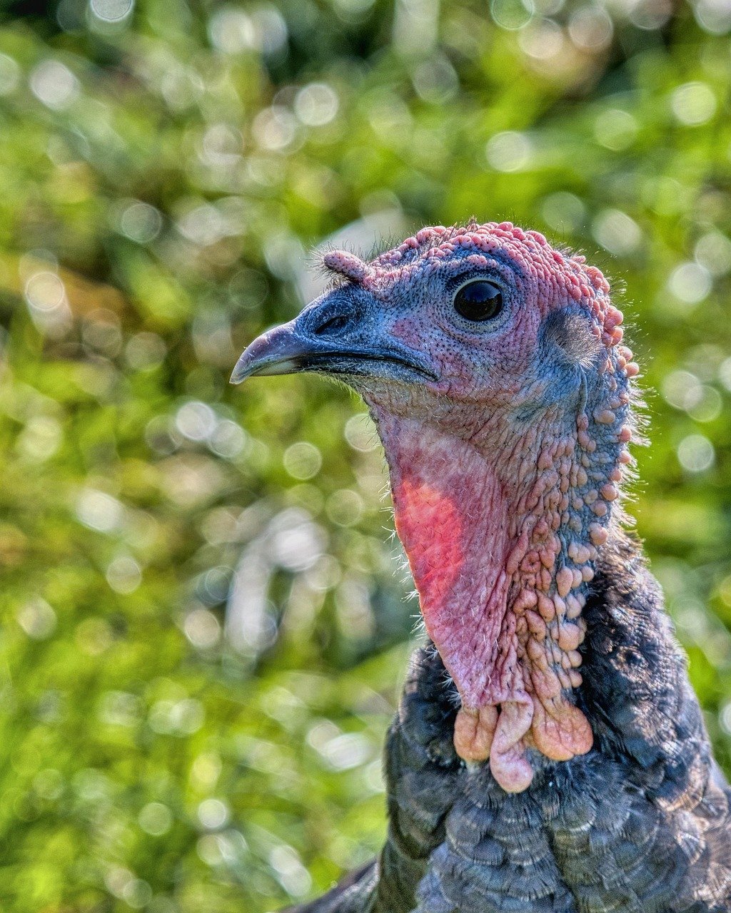 Turkey Meat Export Prices Explained
