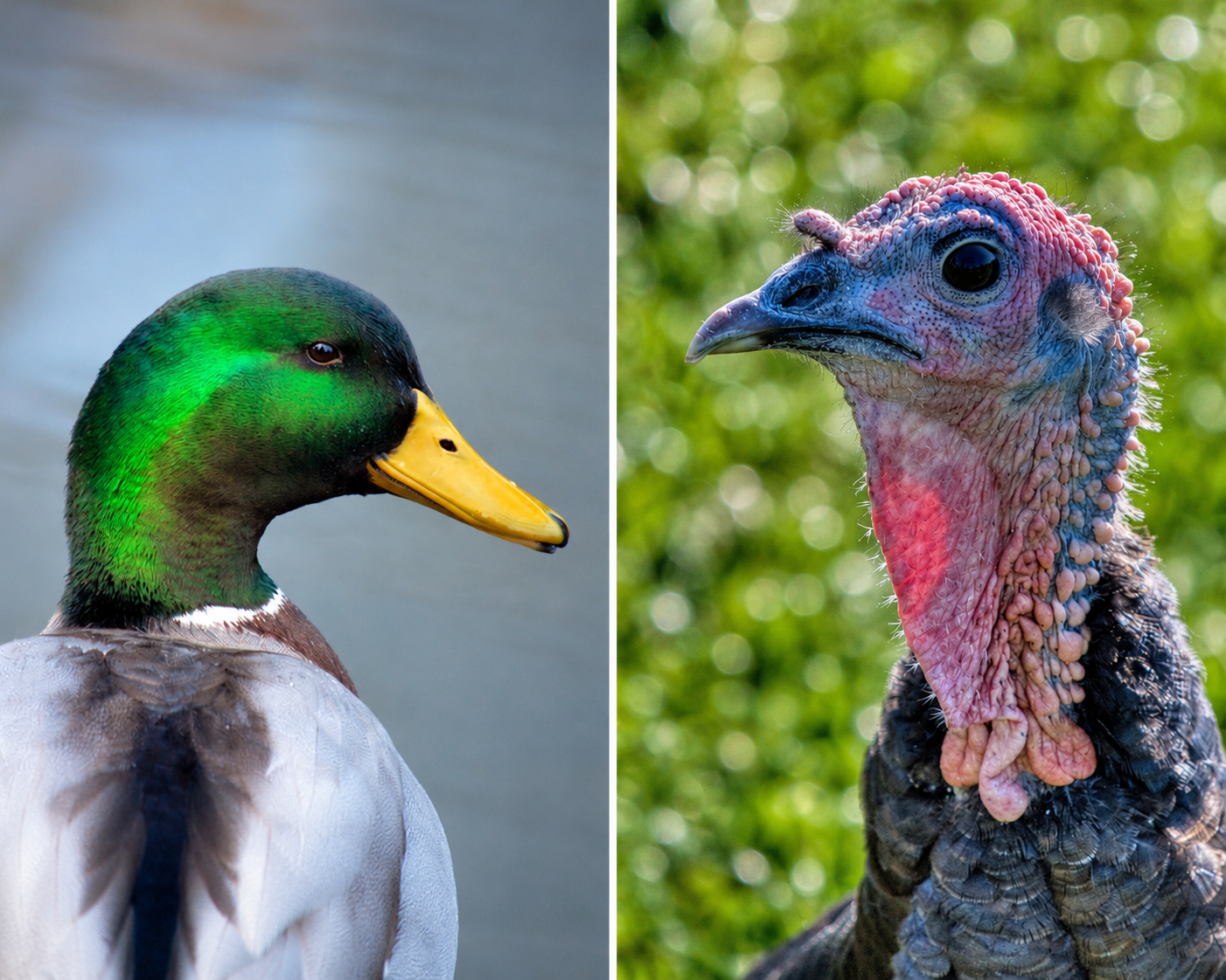 Turkey vs Duck Meat : Market Comparison