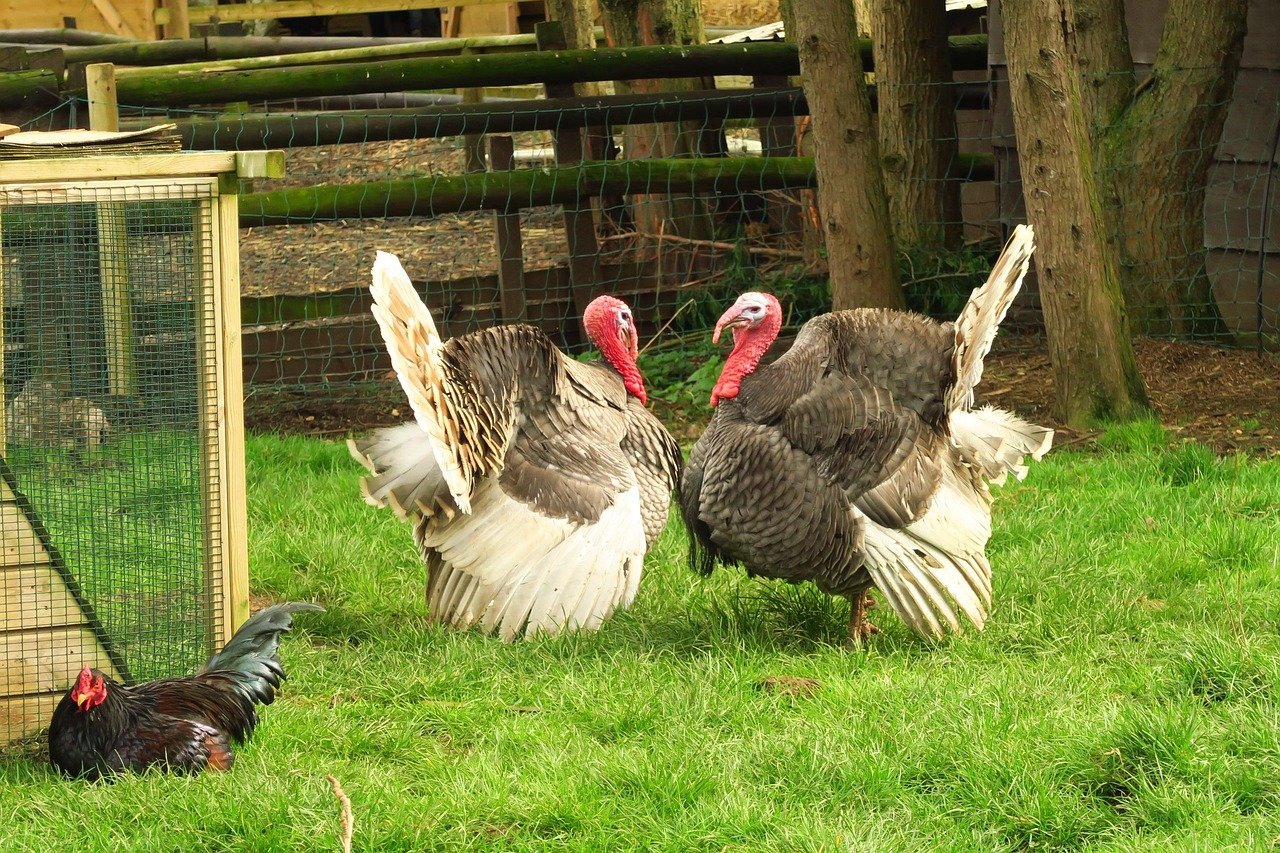 Why Import Frozen Turkey From Ukraine